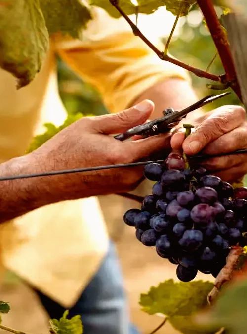 Portrait of winemaker